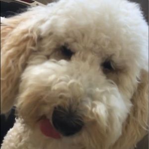 Meet your Posher, Shelley